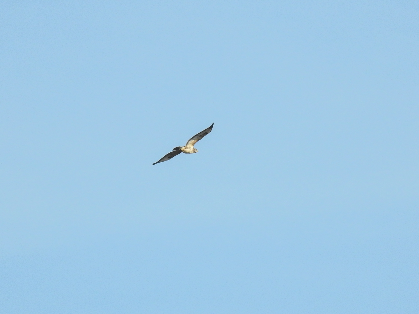 Vogel in vlucht Dwingelerveld